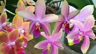 Мои самые ароматные орхидеи. Phalaenopsis сорт Виолация violacea Miki Flora , Лиодоро, Rising Sun.