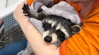 RESCUED RACCOON MEETS ALICE / Bathing Matvey and feeding raccoons with locusts