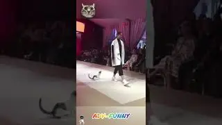 Funny cats fashion week