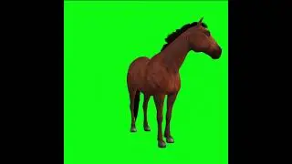 Horse Green screen animation || Green Screen Horses 
