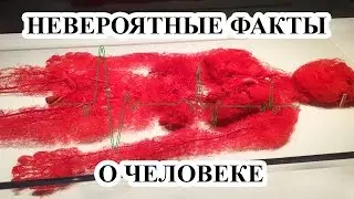 Самые интересные и невероятные факты о человеческом теле. Факты о человеке