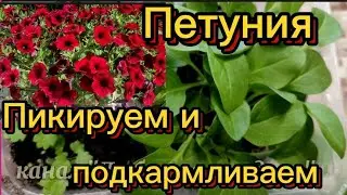 ПЕТУНИЯ.Для хорошей 