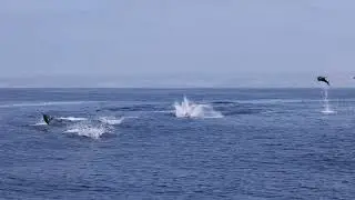 Video of Dolphins Leaping Off San Diego Coast Goes Viral