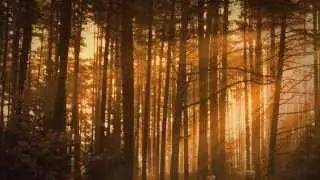 MORNING SUN