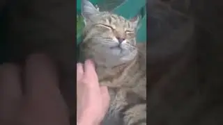 Что такое ожирение на самом деле?