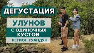 Обзор новинок. Китайский чай, улуны, Данцуны. Эффект от чая