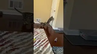 Adult Bengal Cat Teaching Kitten How to Open Doors || ViralHog