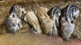 Опорос венгерской мангалицы! 2 свиноматки за один день ! Видеонаблюдение