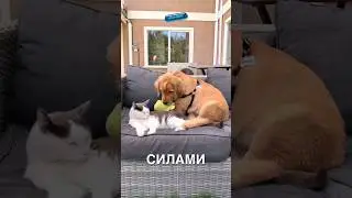 История дружбы котика и щенка 🥹❤️ 