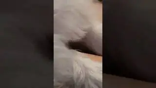 night time for Fluffy