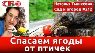 Как уберечь урожай ягод от птиц | видео 4K UHD