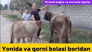 Qirģizistondan keltirilgan shvet sigirlar+99899.532.89.89+99894.54.44