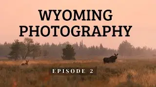 Wolves and Wildlife Photography