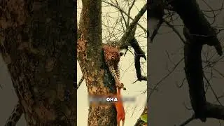 Одна ошибка — и гепард без ужина 😱🐆