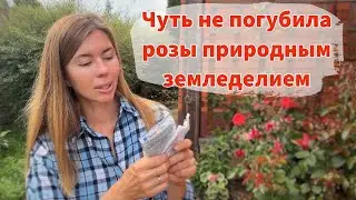 НА РОЗАХ РАБОТАЕТ ТОЛЬКО "ХИМИЯ". ПОЛНЫЙ УХОД ЗА РОЗАМИ В АВГУСТЕ