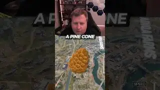 Pine Cones are ROUGH…