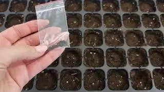 20 ошибок, которые ЛУК не простит! От семян, до хранения.