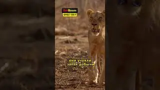 львы подростки не смогли забраться на дерево 