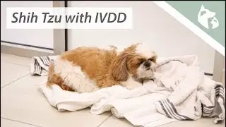Shih Tzu Suddenly Unable To Walk Due To IVDD || SEVN Patient Journey