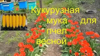 Кукурузная мука для пчел весной
