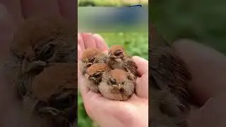 Мужчина нашел шар из веток и был в шоке, когда понял что внутри