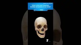 What is the most important skeletal component in our body