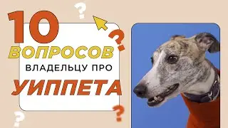 10 вопросов владельцу про уиппета: характер, активность и отношение к людям