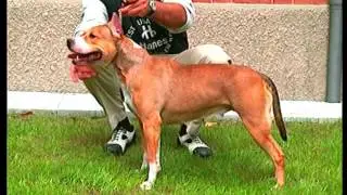 American Staffordshire Terrier - Pet Dog Documentary English