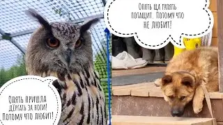 A predatory new fly, a very wild owl on a swing, a cat on a hunt, a motionless dog, hungry birds