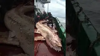 Giant Sea Monsters Caught by Fishermen! 🐙🎣#GiantSeaCreatures #FishingDiscoveries #OceanMysteries