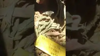 Gold bars found #gold #yamashita #treasure