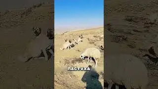 Дагестанская собака РАЗРЫВАЕТ волков 😳🐕
