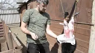 Забой нутрий.