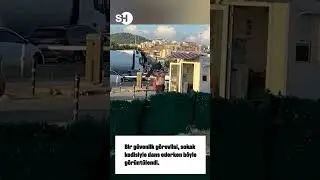 GÜVENLİK GÖREVLİSİ VE KEDİNİN DANSI❗#shorts