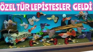 Özel TÜR LEPİSTES'LER GELDİ !!! Vatoz çeşitleri ve melekler Efsane. .