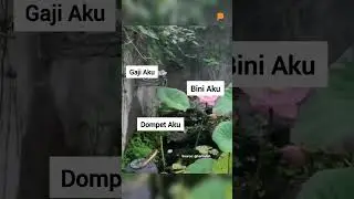 Aku, Istri dan Dompetku