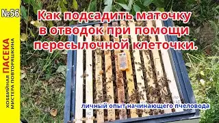 Подсадка плодной маточки в отводок при помощи пересылочной клеточки. Опыт начинающего пчеловода