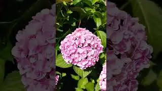 Гортензия ю энд ми лав you and me 