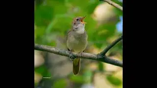 singing song bird in garden