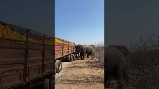 В ЮАР пока чинишь машину на дороге...😄🤷🐘🐘🐘