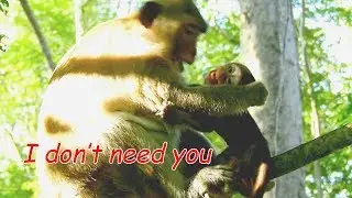 Million hurt! Mom monkey Dana pluck & bitten her baby Daniela | Pity Daniela cry hurt too much