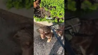 Cute puppy needs to go potty, doesn’t quite make it to the grass