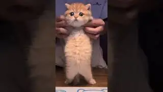 Cute Dancing Cat 😺 | Beautiful Cat | Humpty Hobbies