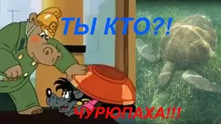 ТЫ КТО!? ЧЕРЕПАХА!