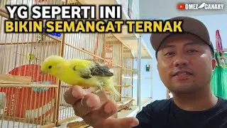 VLOG PAGI Hal paling menyenangkan bagi peternak kenari ketika❓