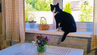 Уютный День Дома🏠 Простой Ужин🥕 Любимая работа по саду 🌿Чищу. Мою. Убираю #garden #дом #рецепт