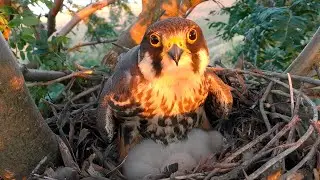 Чеглок кормит птенцов / Eurasian hobby feeds its chicks