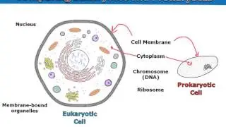 Comparing Prokaryotes and Eukaryotes