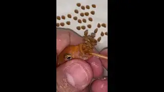 Orange cichlid fish giving birth 🐳❤️👍🐳 #fish #fishing