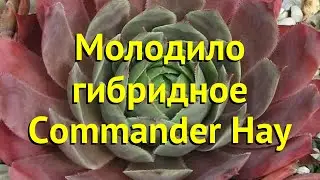 Молодило кровельное Командер Хай. Краткий обзор, описание sempervivum tectorum Commander Hay